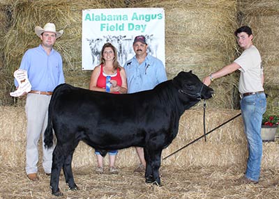 Grand Champion Bred-and-Owned Bull