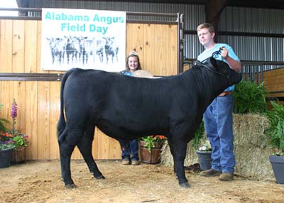 Grand Champion Bred-and-Owned Bull