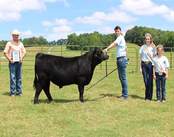 Grand Champion Steer