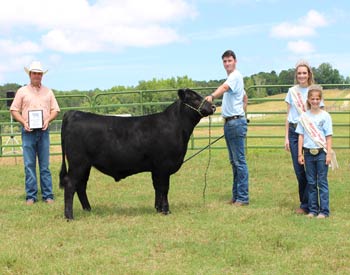 Reserve Grand Champion Steer