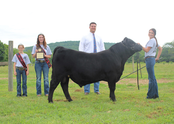 Grand Champion Bred-and-Owned Bull