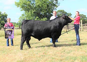 Grand Champion Bred-and-Owned Bull