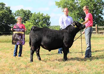 Reserve Grand Champion Bred-and-owned Bull