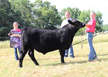 Reserve Grand Champion Steer